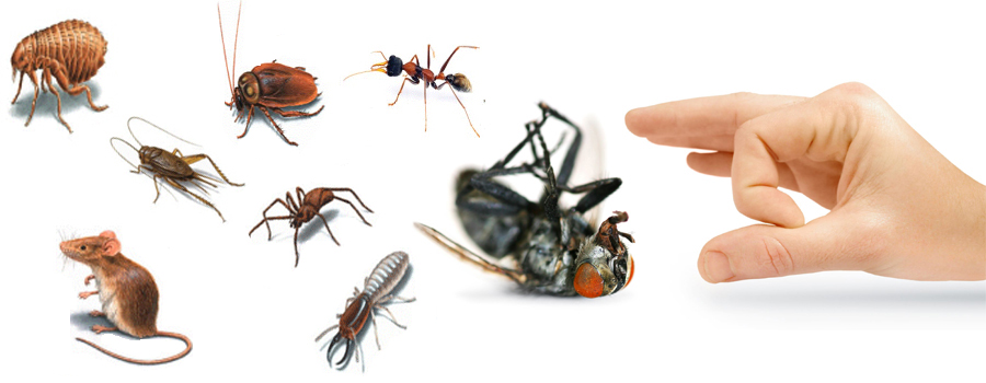 911 Pest Control | 1682 Fairview Rd unit 5, Cambridge, ON N3H 4M7, Canada | Phone: (519) 804-1450