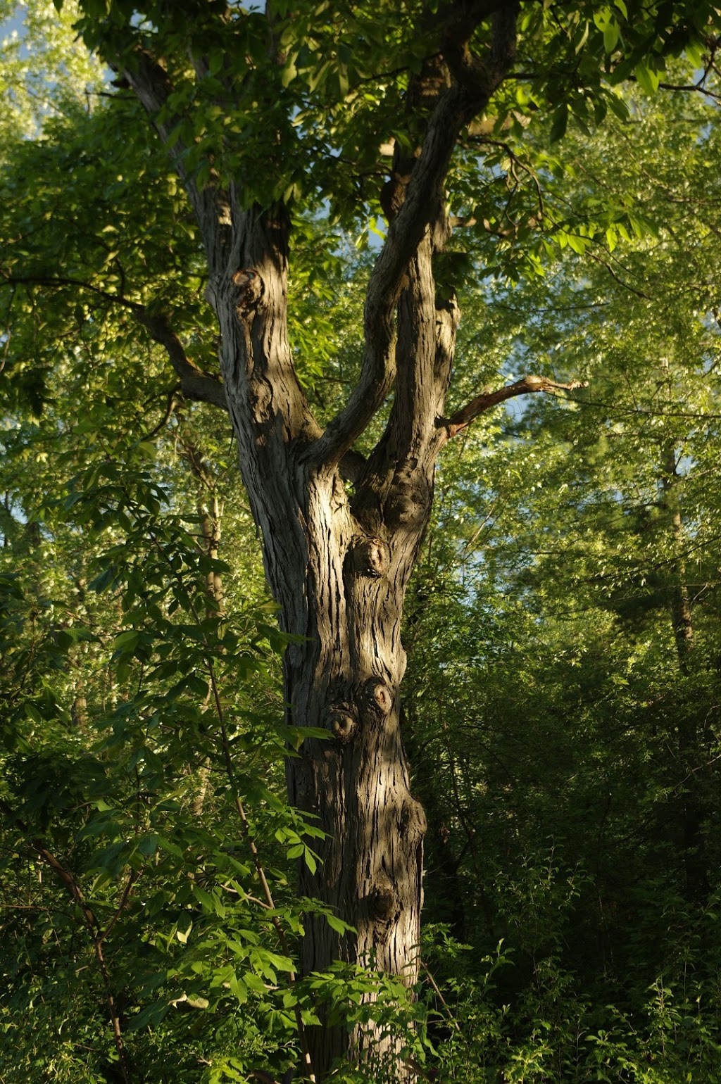 Centennial Forest Park | Milton, ON L9T 5X3, Canada