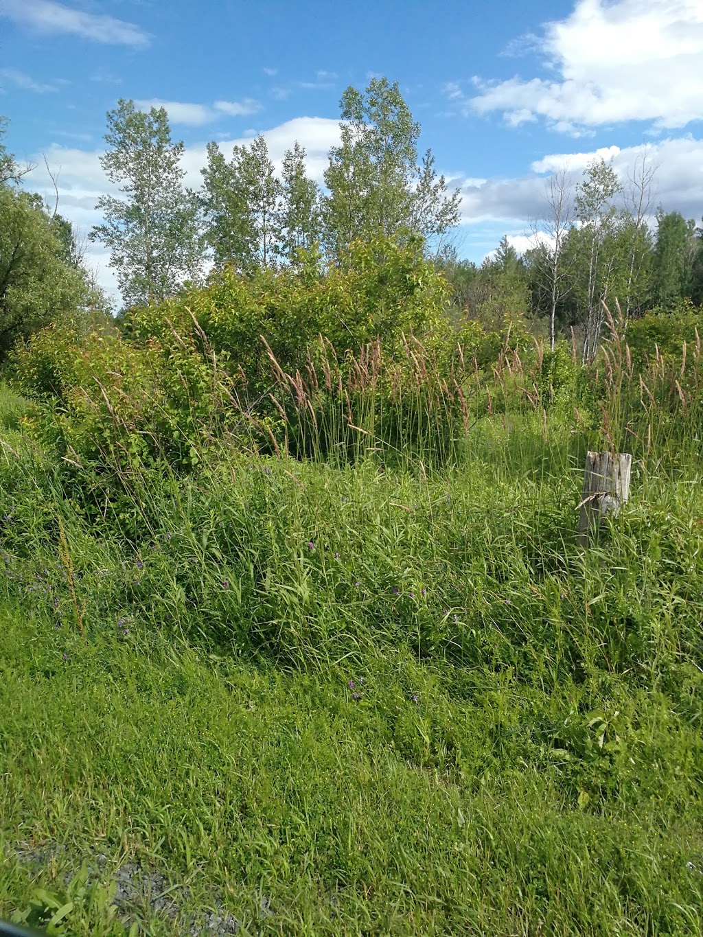 Gloucester Allotment Garden | 1988 Kelden Crescent, Gloucester, ON K1B 4Y7, Canada