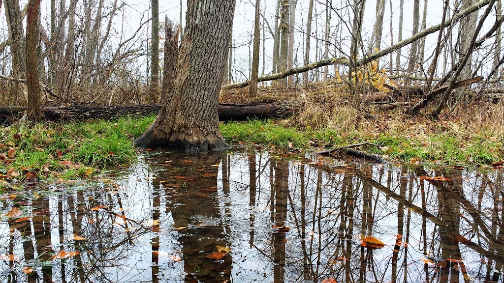 Mandaumin Woods Nature Reserve | Mandaumin Rd, Brigden, ON N0N 1B0, Canada