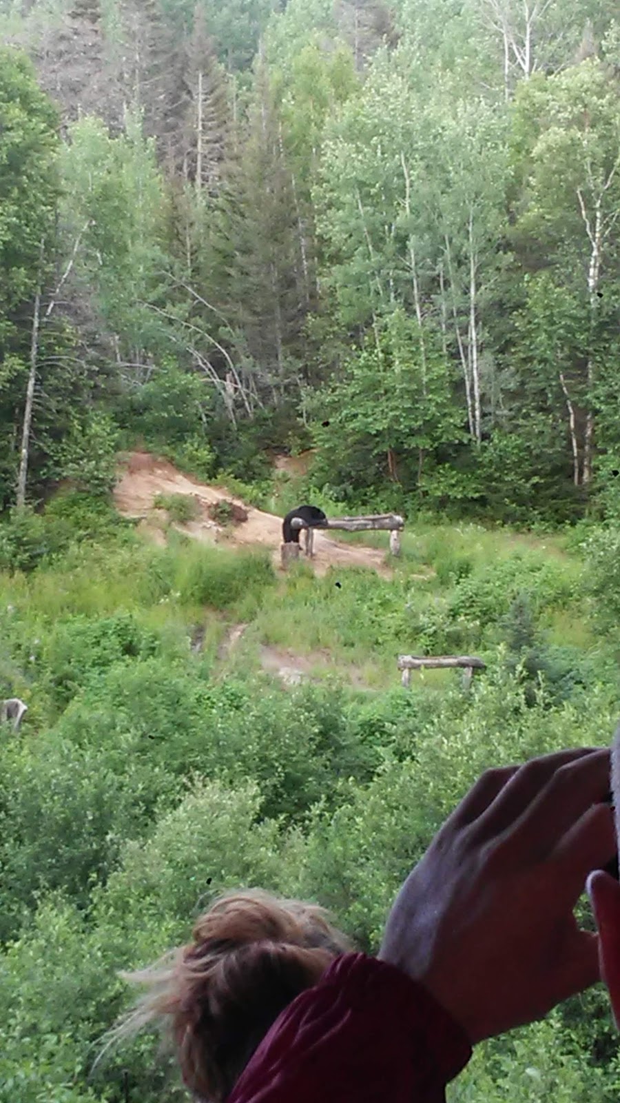 Observation de l’ours noir | 1895 QC-172, Sacré-Coeur, QC G0T 1Y0, Canada | Phone: (418) 236-4551