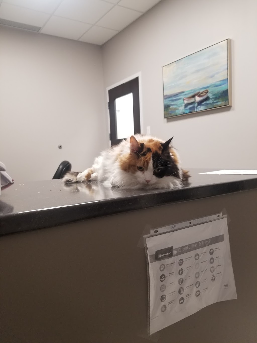 Montérégie Veterinary Hospital | 2694 Chemin Bellerive, Carignan, QC J3L 4J9, Canada | Phone: (450) 447-0838