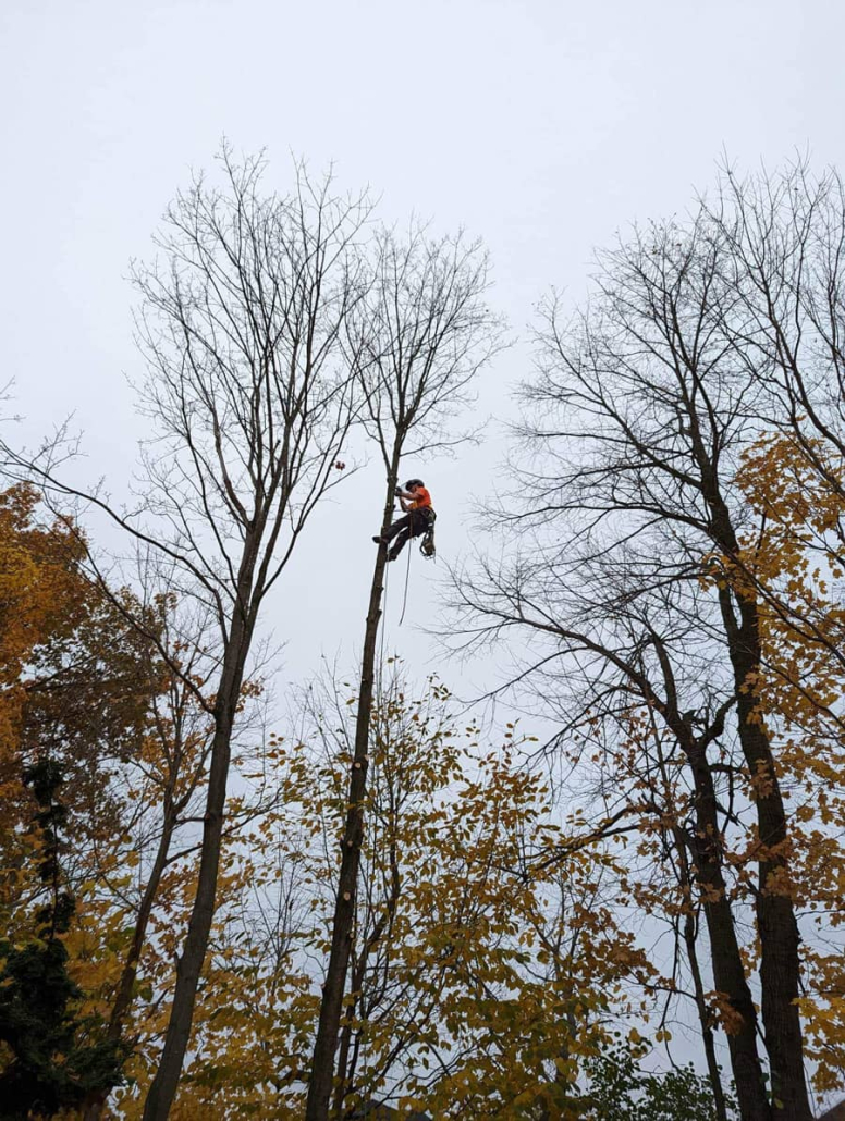 Arborscience Tree Specialist | 23108 Nairn Rd, Komoka, ON N0L 1R0, Canada | Phone: (519) 872-0872