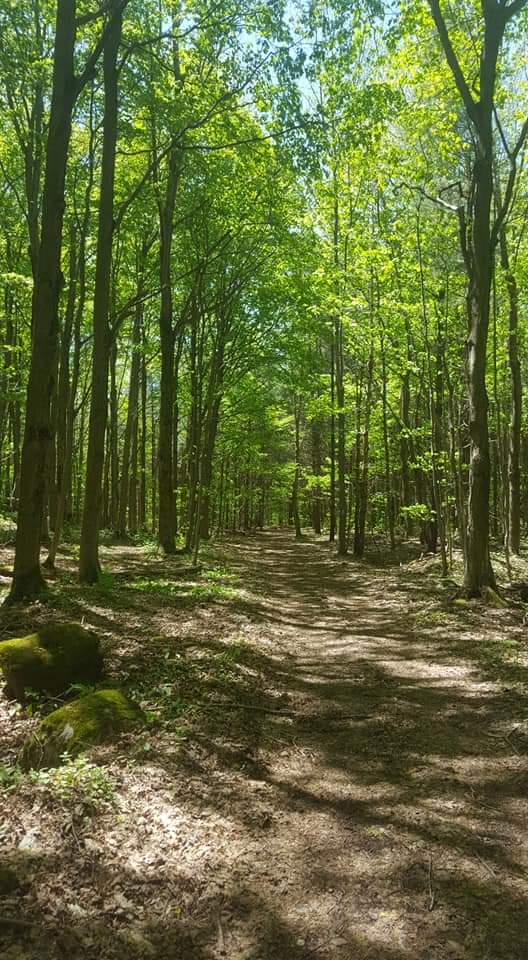 Bayview Escarpment Provincial Nature Reserve | Owen Sound, ON N4K 5W4, Canada | Phone: (519) 389-9056