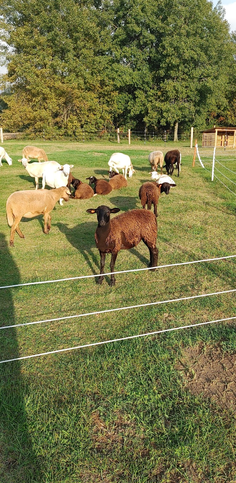 The Sheep Farm | 1324 E Quarter Line, Walsingham, ON N0E 1X0, Canada | Phone: (519) 635-9558