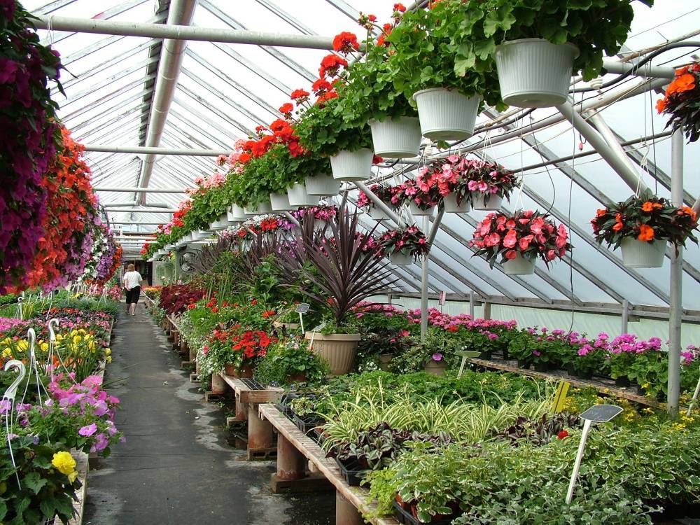 Green Acres Greenhouses | ON-3, Wainfleet, ON L0S 1V0, Canada | Phone: (905) 899-1201