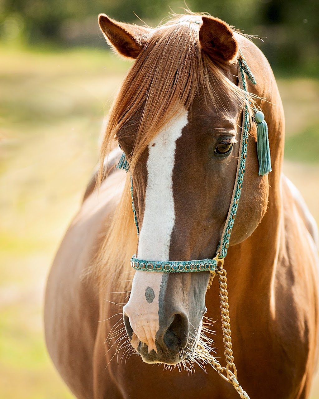 Hoofbeat to Heartbeat - Marie McKinnon Portraiture | 255010 Range Road 235, AB T1P 0L7, Canada | Phone: (587) 892-4689