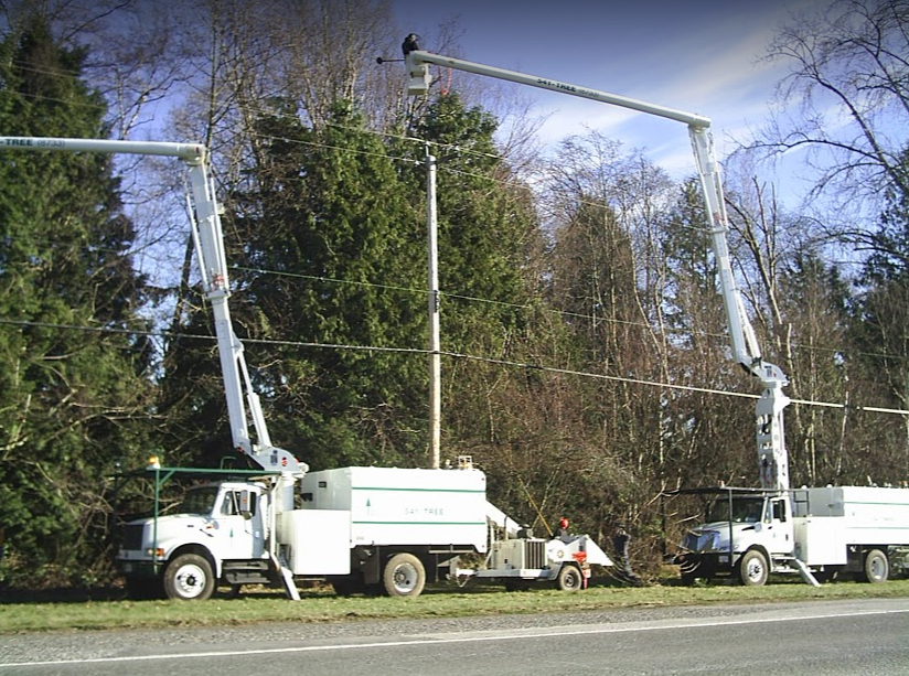 Tall Timber Tree Services - North Delta | 11738 Caribou Rd, Delta, BC V4E 2B2, Canada | Phone: (604) 541-8733