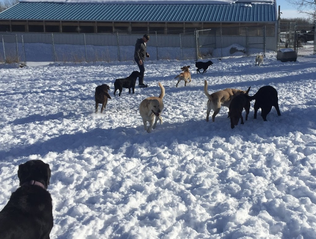 Wolfies Pet Resort | 3578 Township Rd 294, Cremona, AB T0M 0R0, Canada | Phone: (403) 337-1996