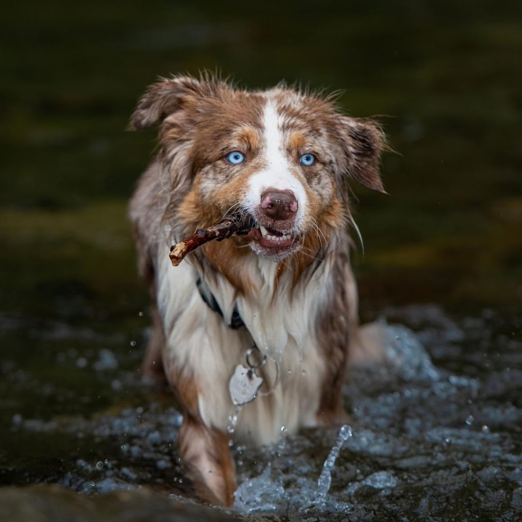 Vancouver Island Pet Portraits | 3942 Dove Creek Rd, Courtenay, BC V9J 1S1, Canada | Phone: (778) 585-1176