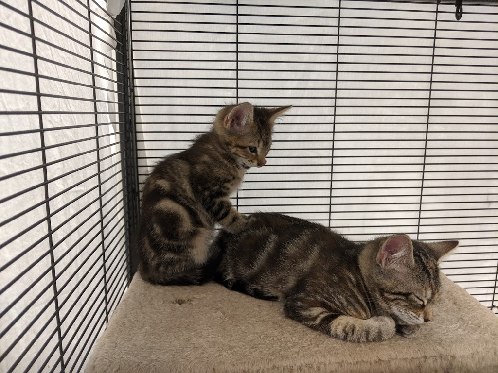 VOKRA - Vancouver Orphan Kitten Rescue | 2028 Wall St, Vancouver, BC V5L 1B1, Canada | Phone: (604) 731-2913