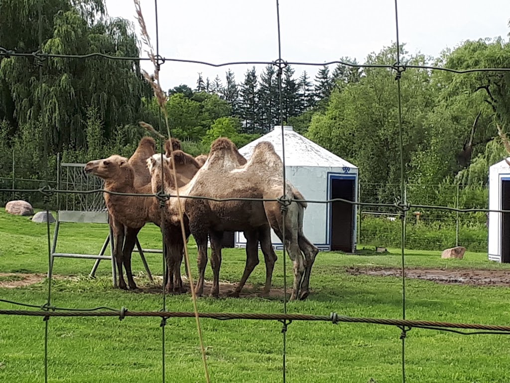 Bactrian Camel Exhibit | 2000 Meadowvale Rd, Scarborough, ON M1B 5K7, Canada | Phone: (416) 392-5929