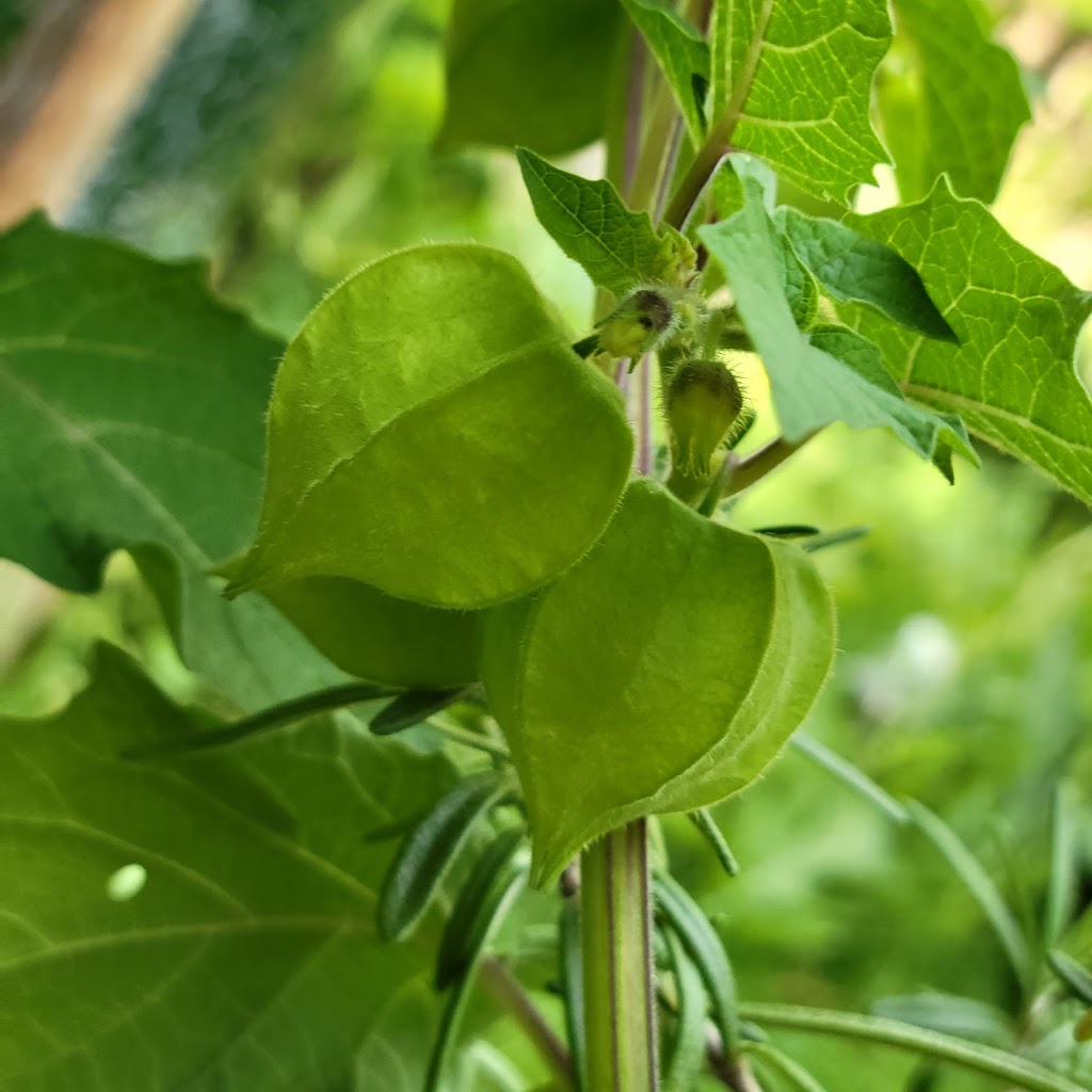 The Gardening Lady | 37 Brookdale Crescent, Whitby, ON L1P 1J4, Canada | Phone: (416) 788-1974