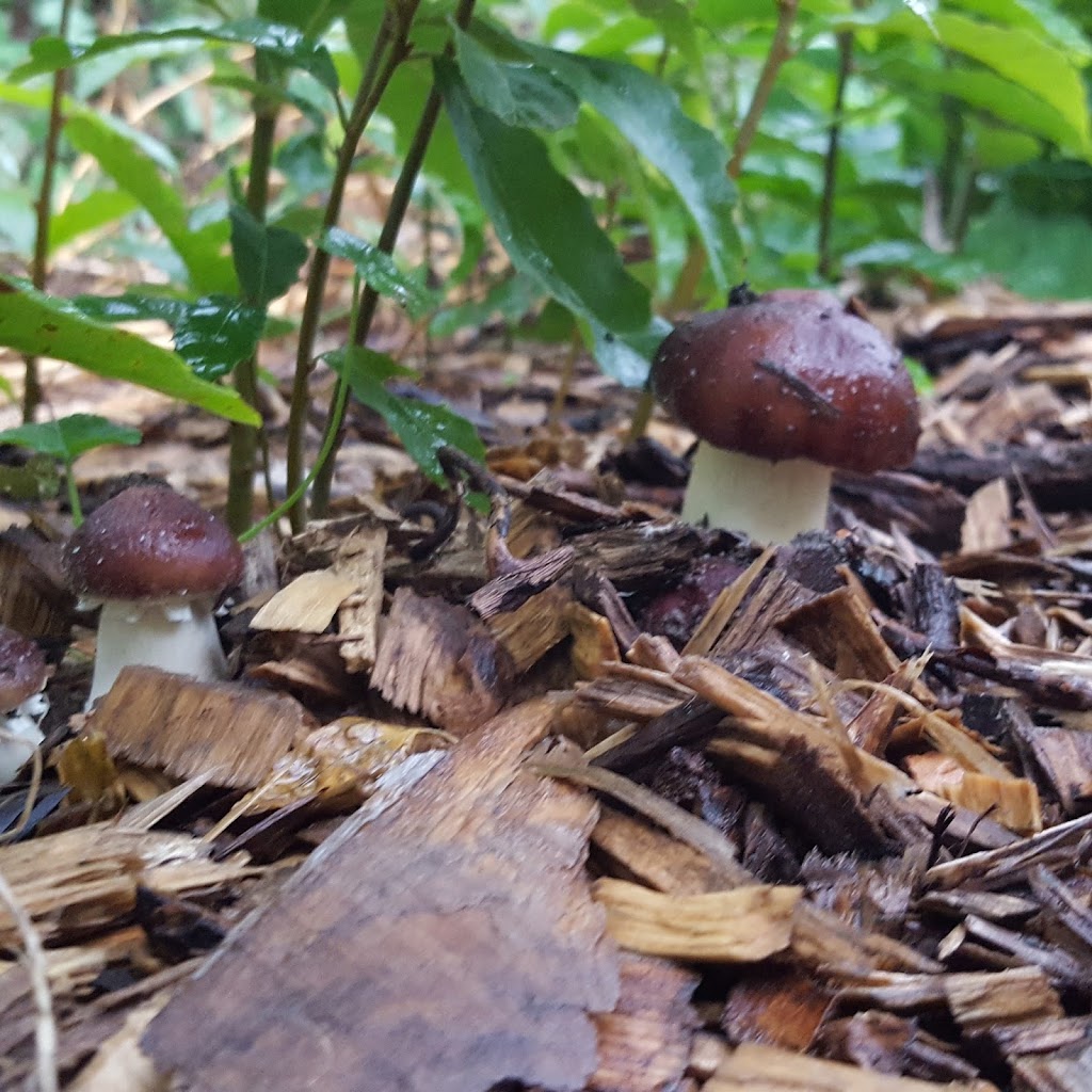 Summergreen Tree Crops & Mushrooms | 180 Greenly Rd, Warkworth, ON K0K 3K0, Canada | Phone: (705) 768-2637