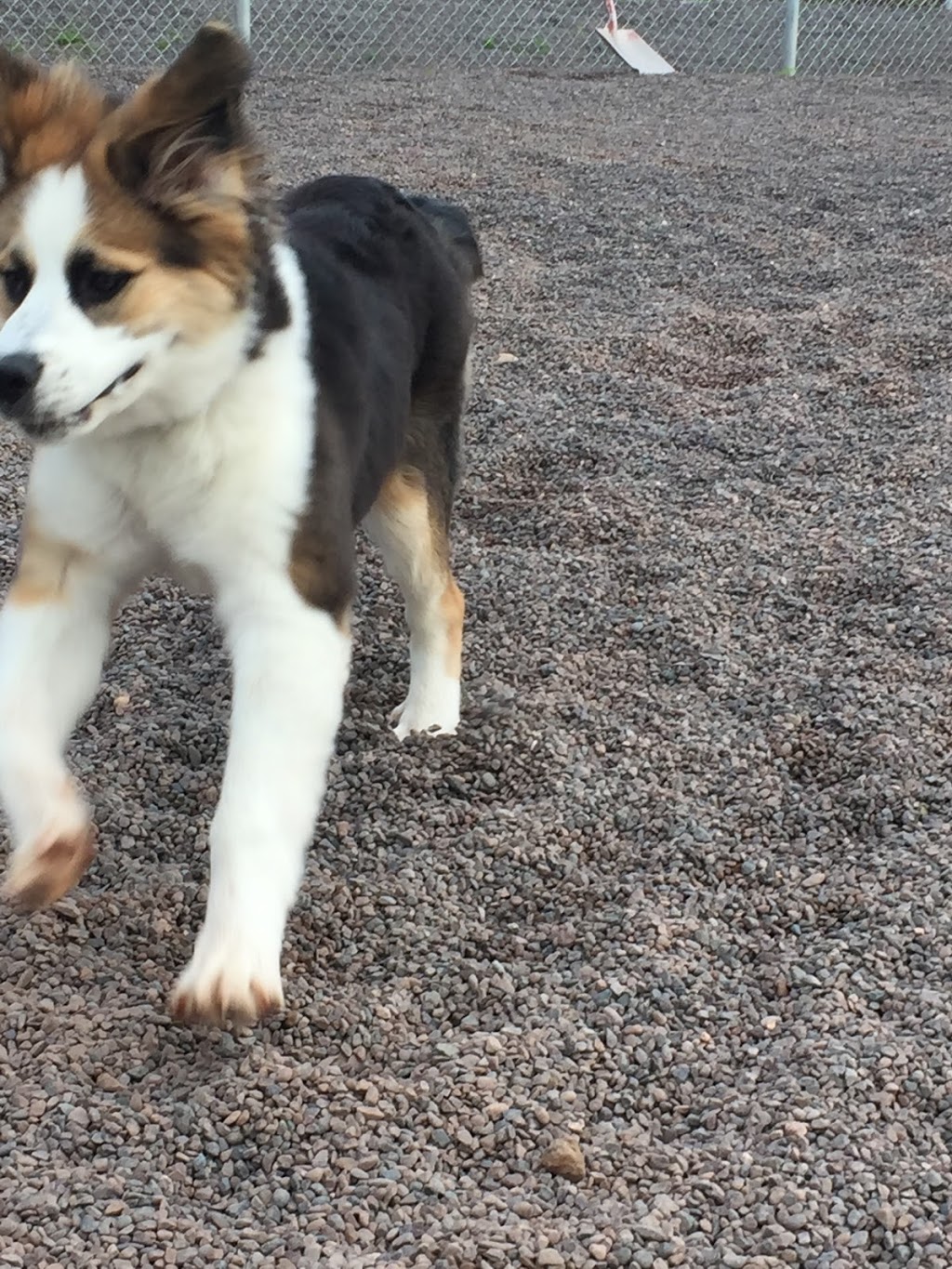 HOUNDS on the HILL Grooming, Boarding & Daycare | 4172 East River East Side Road, Plymouth, NS B2H 5C5, Canada | Phone: (902) 754-1702