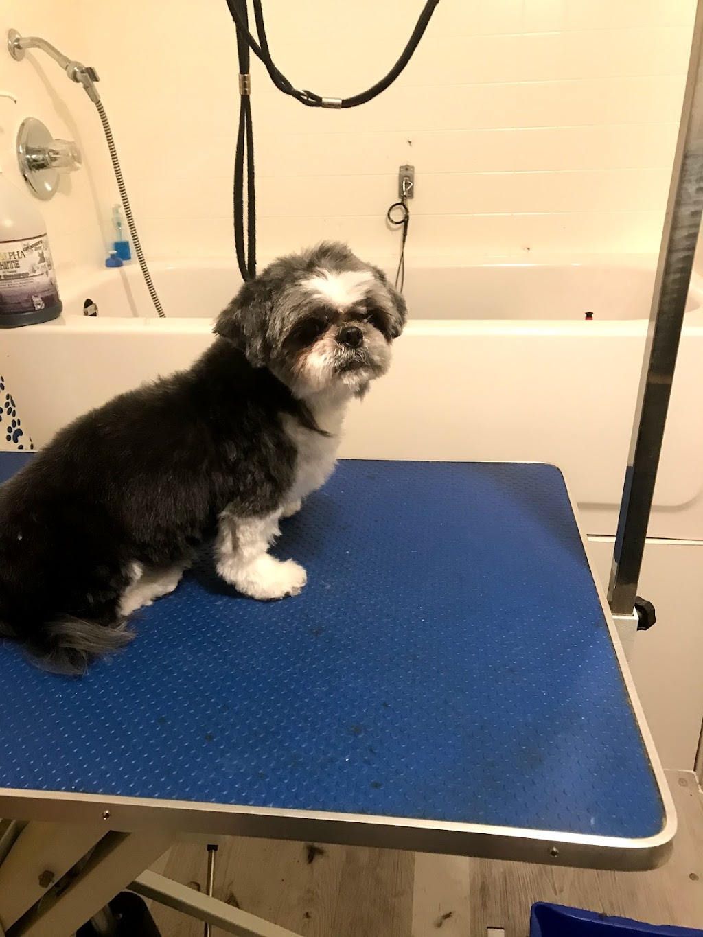 Scrubadubdoggy Dog Grooming Not Accepting New Clients | 48 Clayton Crescent, Bowmanville, ON L1C 4P3, Canada | Phone: (289) 927-5182