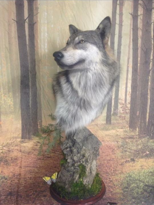 Wilderness Taxidermy Studio | 2709 Grandview Heights, Merritt, BC V1K 1R1, Canada | Phone: (250) 315-5071