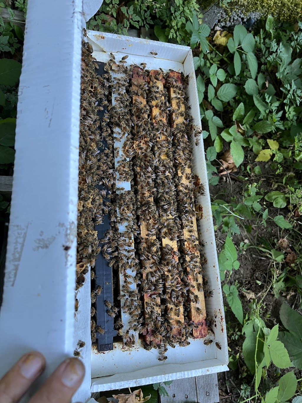 Pacific Pollinator Apiaries | 24831 80 Ave, Langley Twp, BC V1M 3P2, Canada | Phone: (778) 789-3698