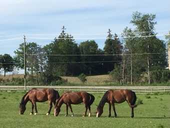 Fire Fly Stables | 1374 Concession 5 W, Branchton, ON N0B 1L0, Canada | Phone: (226) 972-3632