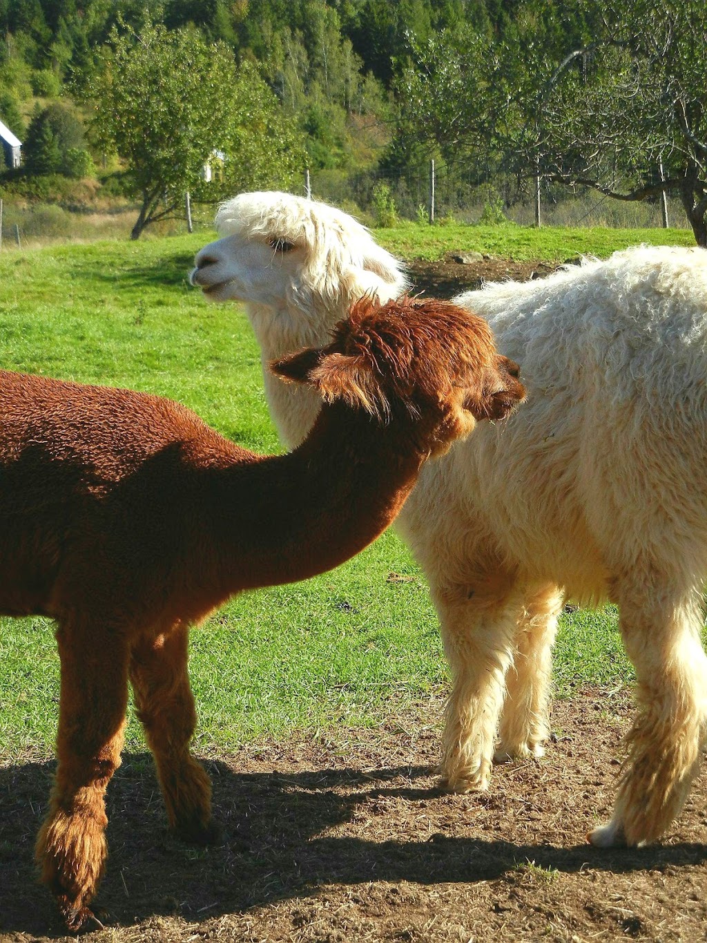 Farm Life Studio and B&B | 474 Albert Mines Rd, Albert Mines, NB E4H 1S5, Canada | Phone: (506) 734-3493