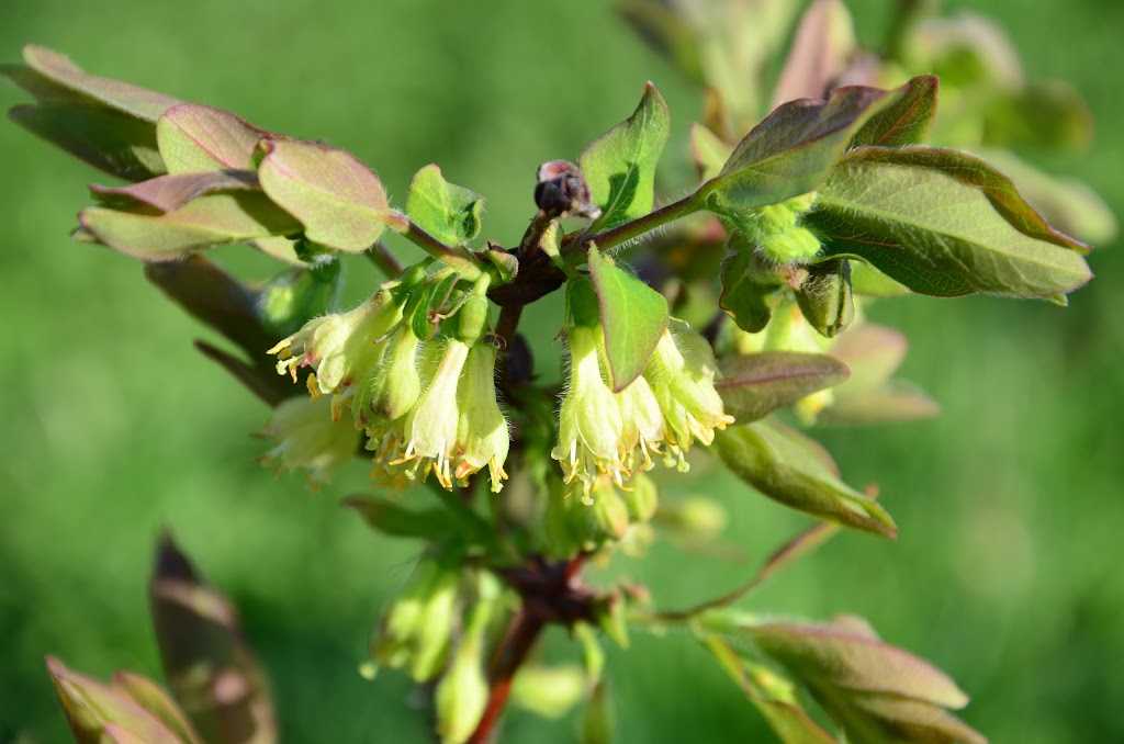 Végétolab - Grossiste de plants fruitiers | 6502 Avenue du Pont N, Alma, QC G8E 1X7, Canada | Phone: (418) 347-1737