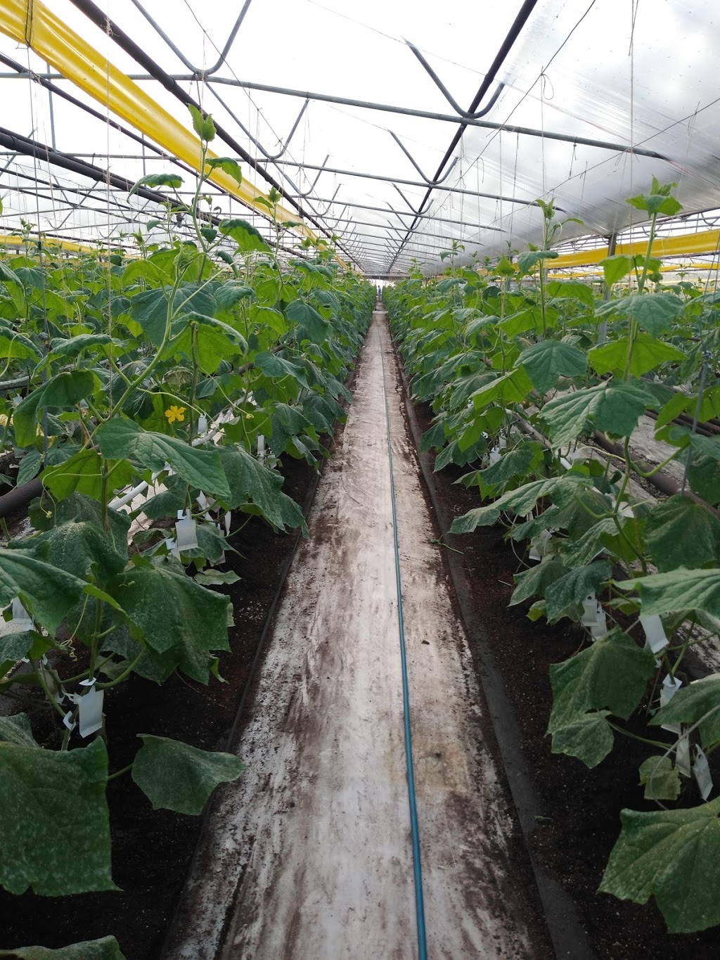 Great Lakes Greenhouses Inc | 834 Mersea Road 4, Leamington, ON N8H 3V6, Canada | Phone: (519) 326-7589