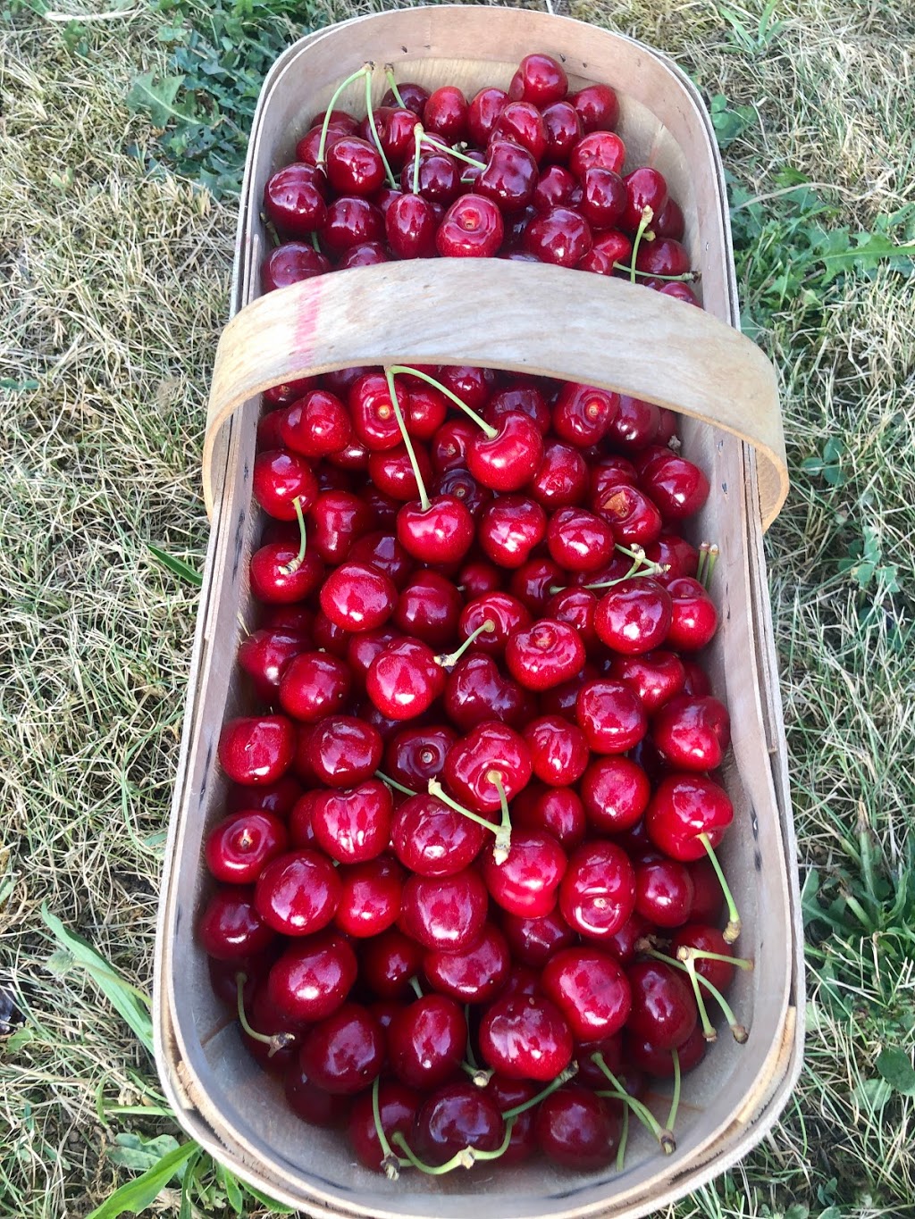 Fratric Orchard - Pick your own cherries | 162 Cokers Ln, Stoney Creek, ON L8E 5K8, Canada | Phone: (905) 643-3135