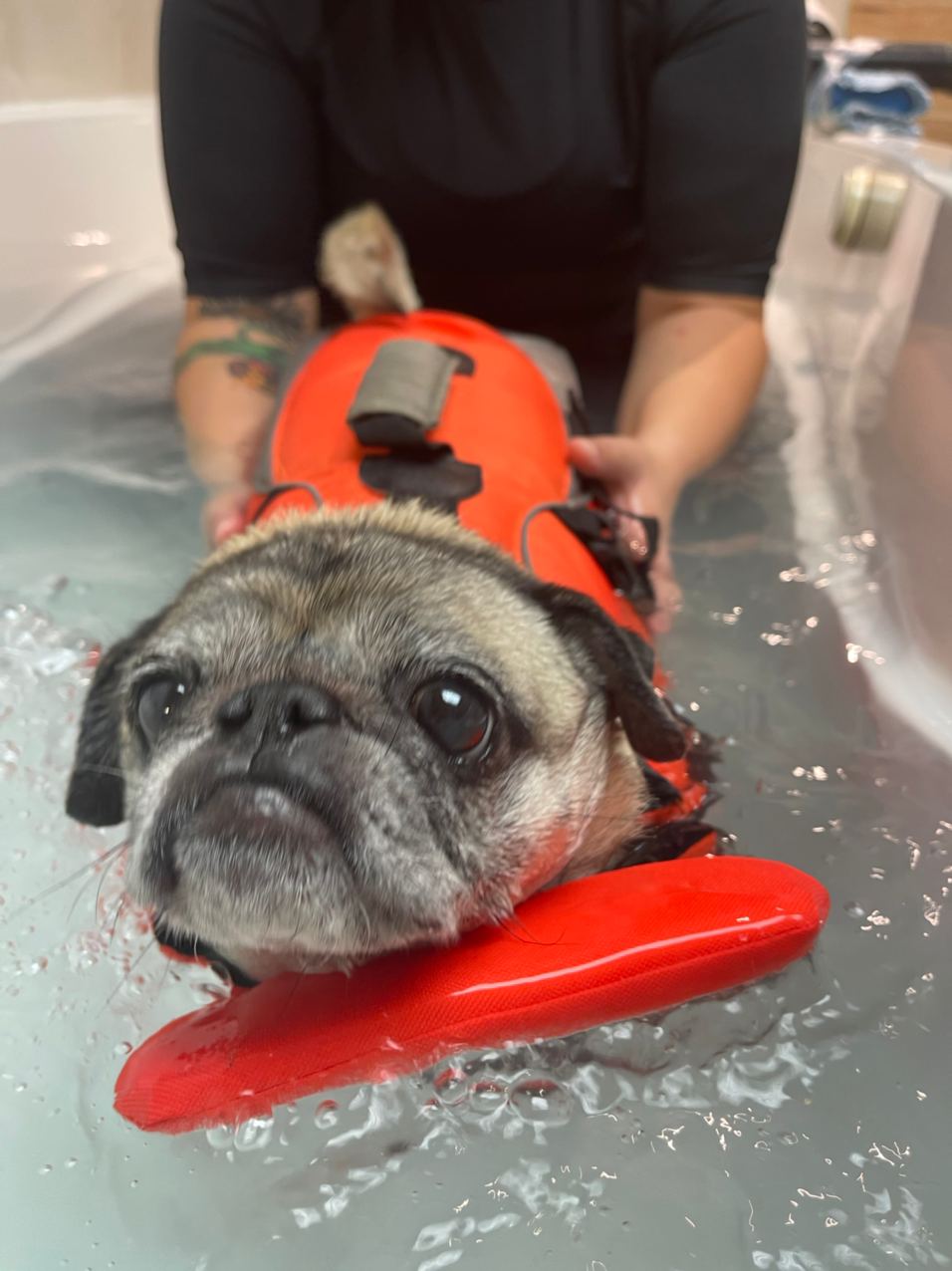 Canine Aquatherapy with Faith | 2836 Holt Rd, Bowmanville, ON L1C 3K4, Canada | Phone: (905) 391-9717