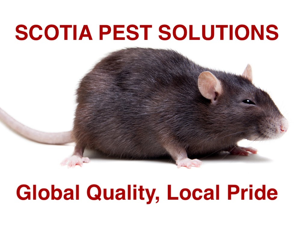 Scotia Pest Solutions | 4274 Nova Scotia Trunk 1, Three Mile Plains, NS B0N 2T0, Canada | Phone: (902) 788-3166