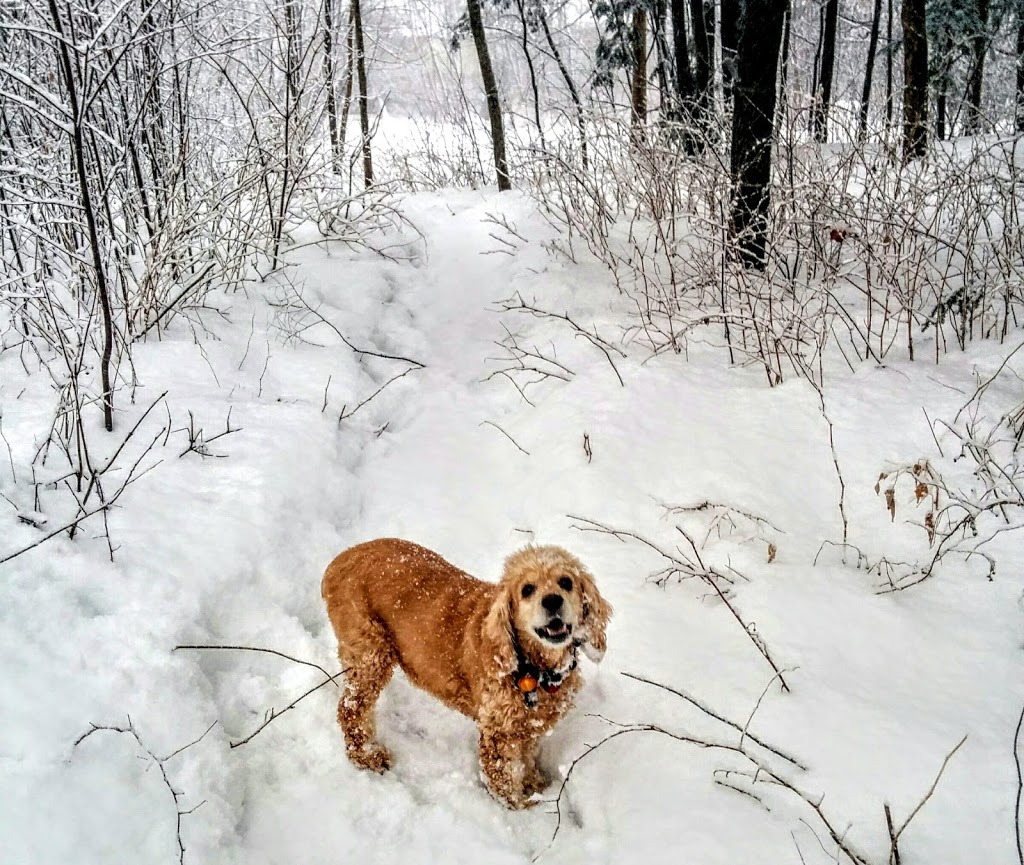 Youngs Pond Park | Katimavik - Hazeldean, Ottawa, ON K2L, Canada