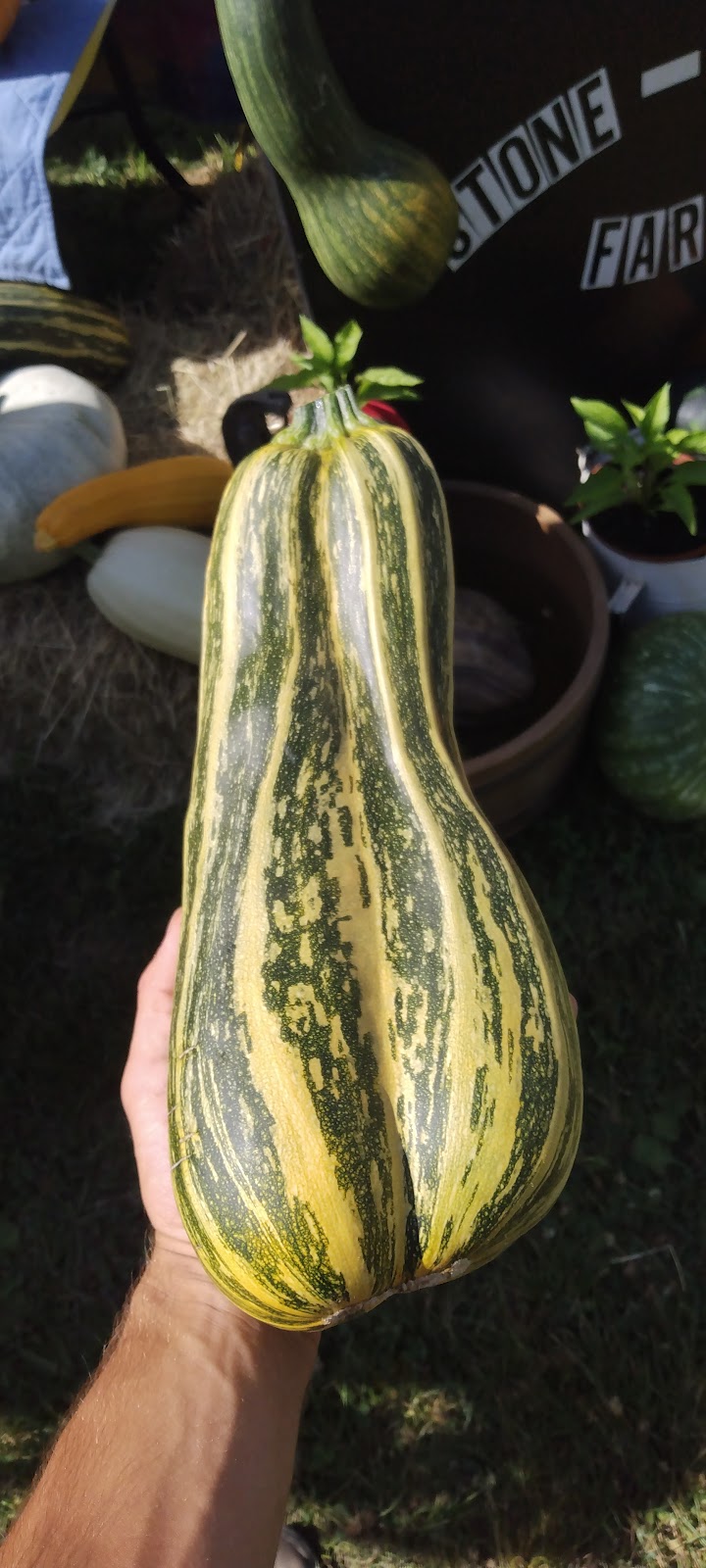 Lens organic squash | Kirby Rd, Courtenay, BC V9J 1T3, Canada | Phone: (778) 585-9826