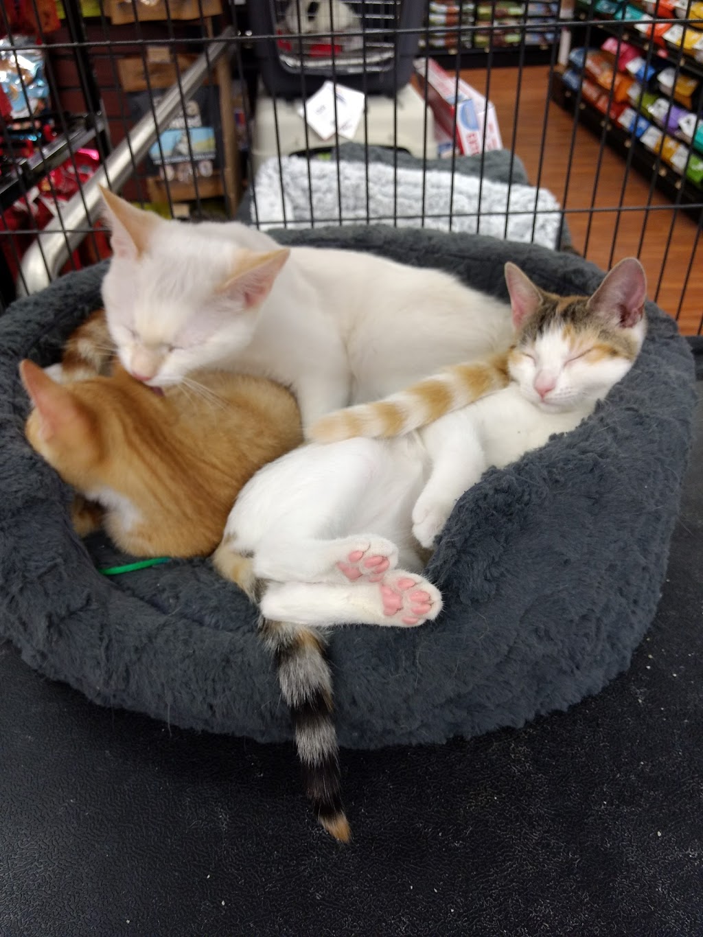 Pet Valu | 2210 Queen St E, Toronto, ON M4E 1E7, Canada | Phone: (416) 693-4456