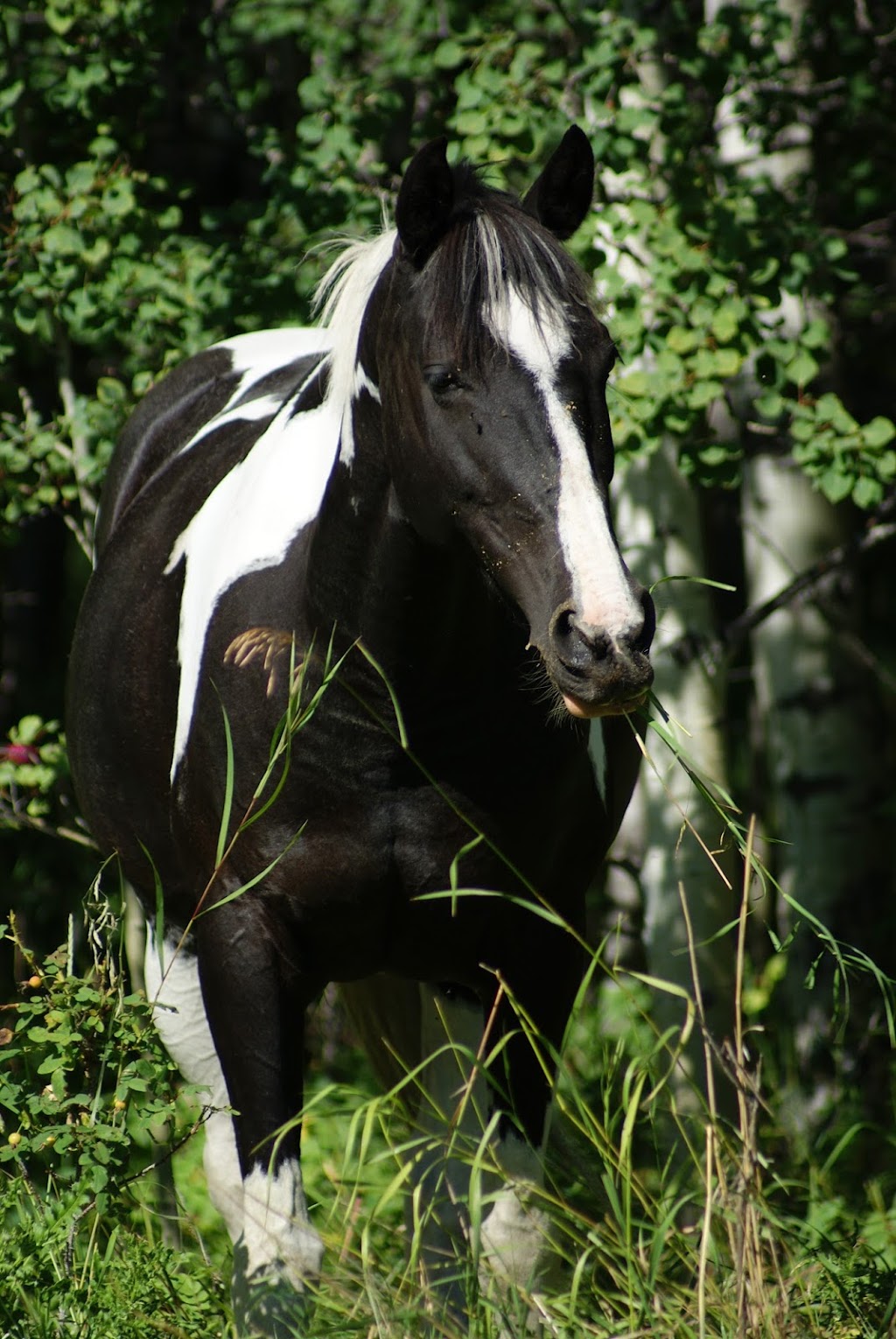 High Country Equestrian Center | 240020 Range Rd 42, Calgary, AB T3Z 2X3, Canada | Phone: (403) 242-9387