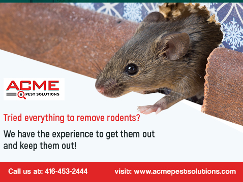 Acme Pest Solutions- Pest control Oakville, Bed bug, Ant,Cockroach removal Oakville | 2870 Portland Dr, Oakville, ON L6H 5W8, Canada | Phone: (416) 453-2444