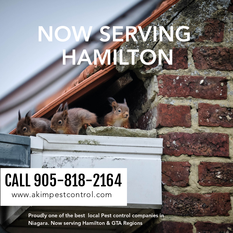 Akim Pest Control - Hamilton | 161 Lawnhurst Dr, Hamilton, ON L8V 4R2, Canada | Phone: (905) 818-2164