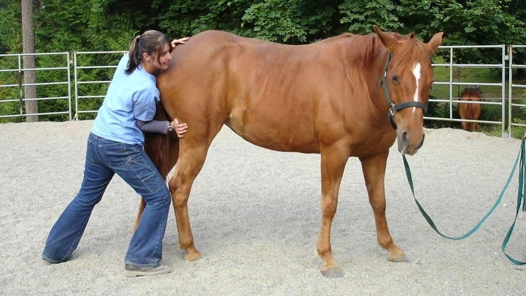 Advanced Connections Equine & Canine Therapy | 1163 Burnside Rd W, Victoria, BC V8Z 1N5, Canada | Phone: (250) 370-9951