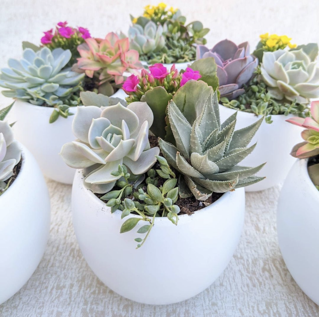 Canadian Succulents | Box 886, 3520 Durham Regional Rd 1, Uxbridge, ON L9P 1R4, Canada | Phone: (416) 464-8879