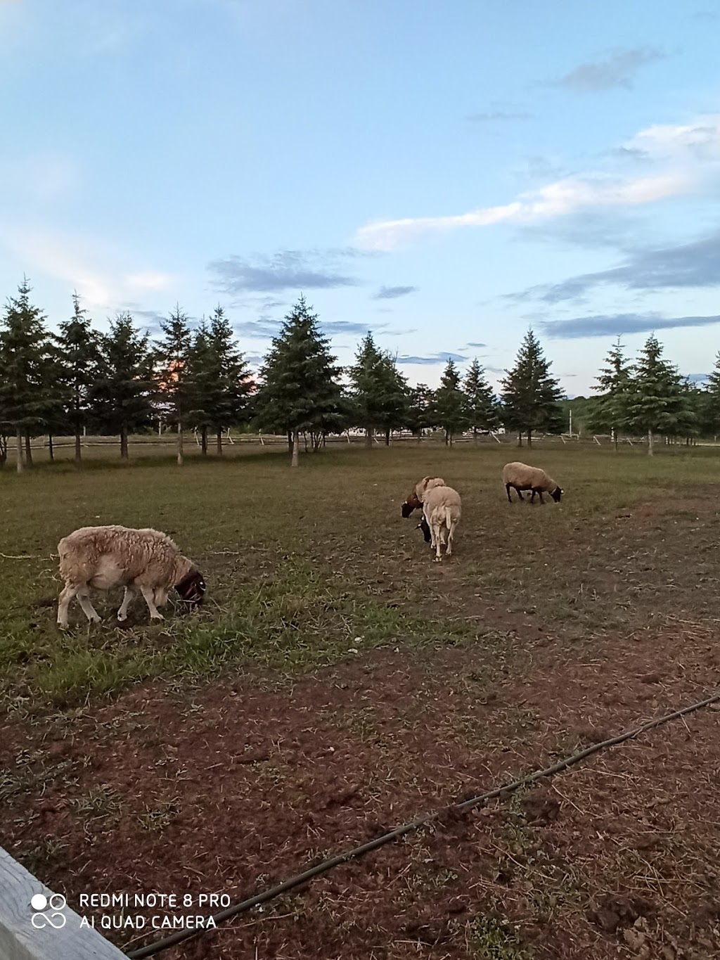 Chien Sans Frontière | 363 Rang dOrvilliers, Sainte-Anne-de-la-Pérade, QC G0X 2J0, Canada | Phone: (438) 274-0139