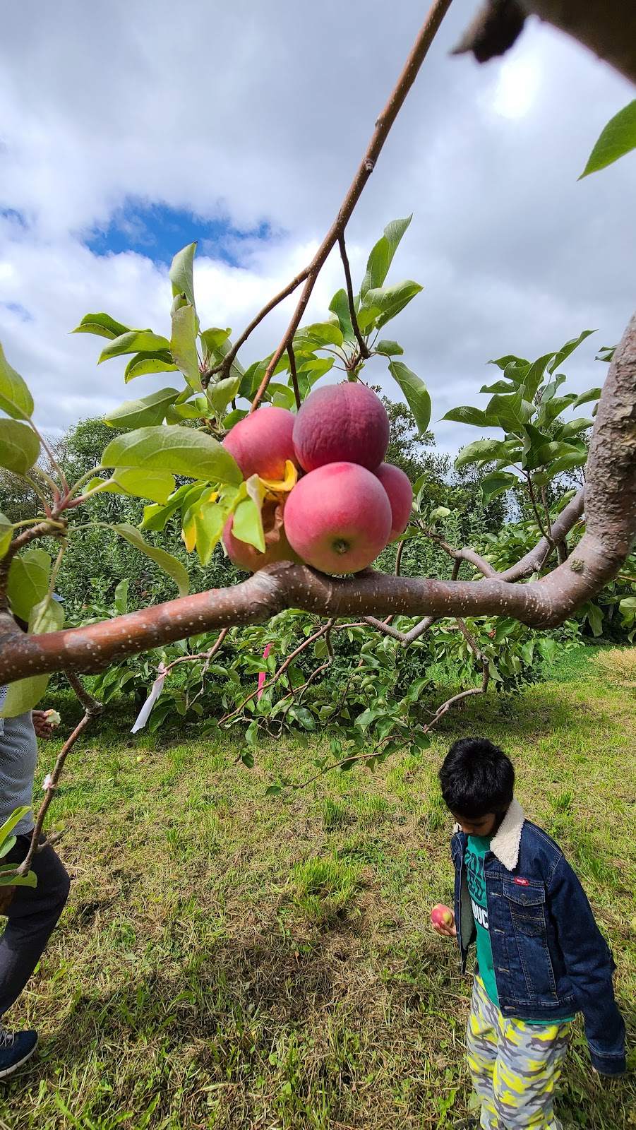 Bostwicks Family Orchard | 36 Bostwick Rd, Kingston, NB E5N 1A3, Canada | Phone: (506) 763-2943