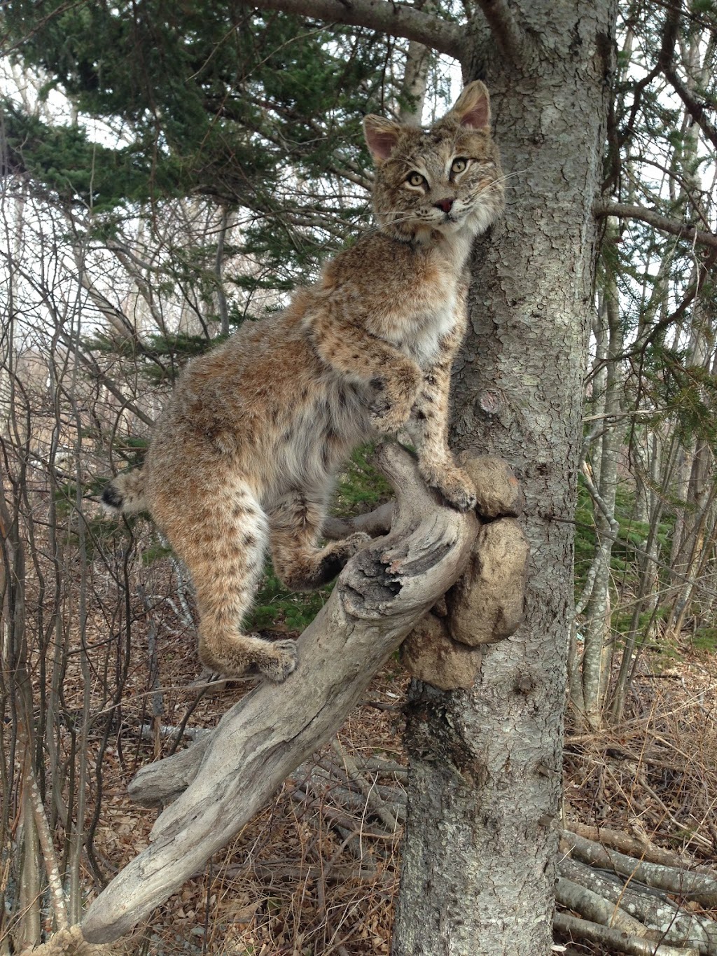 First class taxidermy | 5303 Arisaig Hwy 245, Antigonish, NS B2G 2L1, Canada | Phone: (902) 863-3640