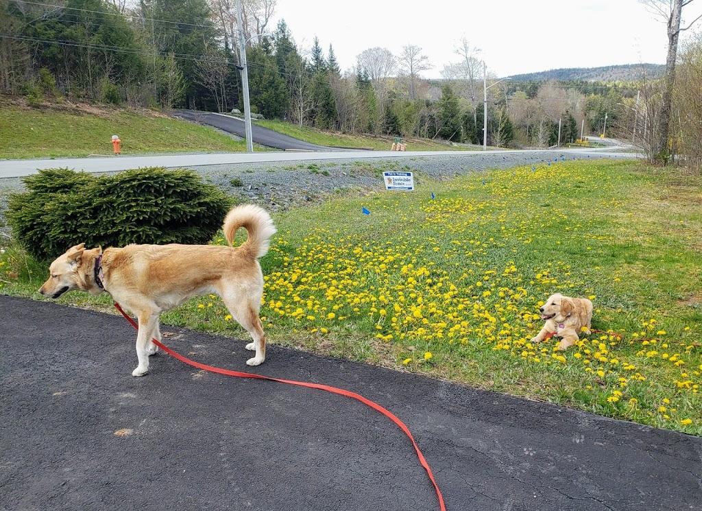 Invisible Fence Brand Nova Scotia | 33 Main St, Hantsport, NS B0P 1P0, Canada | Phone: (902) 684-9297