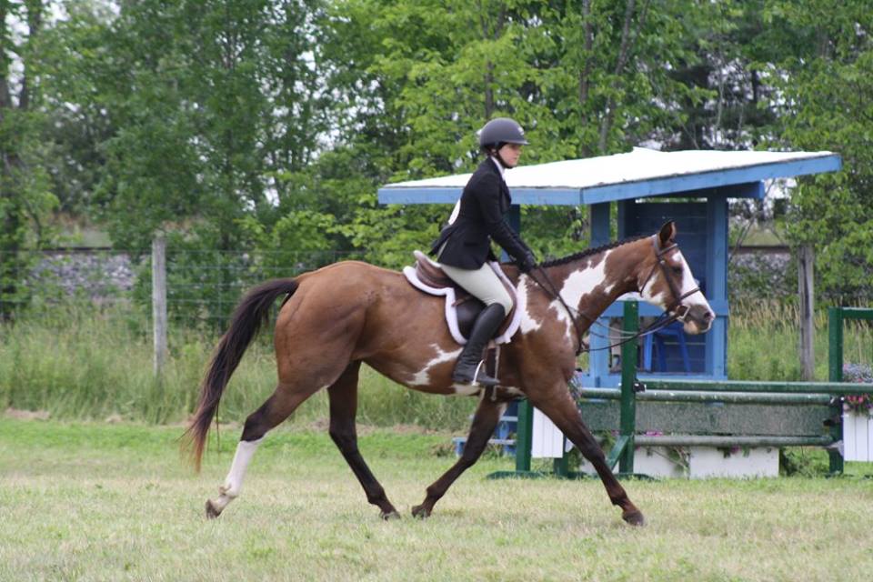 Collingwood Equestrian | 1185, Concession Rd 6, Stayner, ON L0M 1S0, Canada | Phone: (705) 321-5690