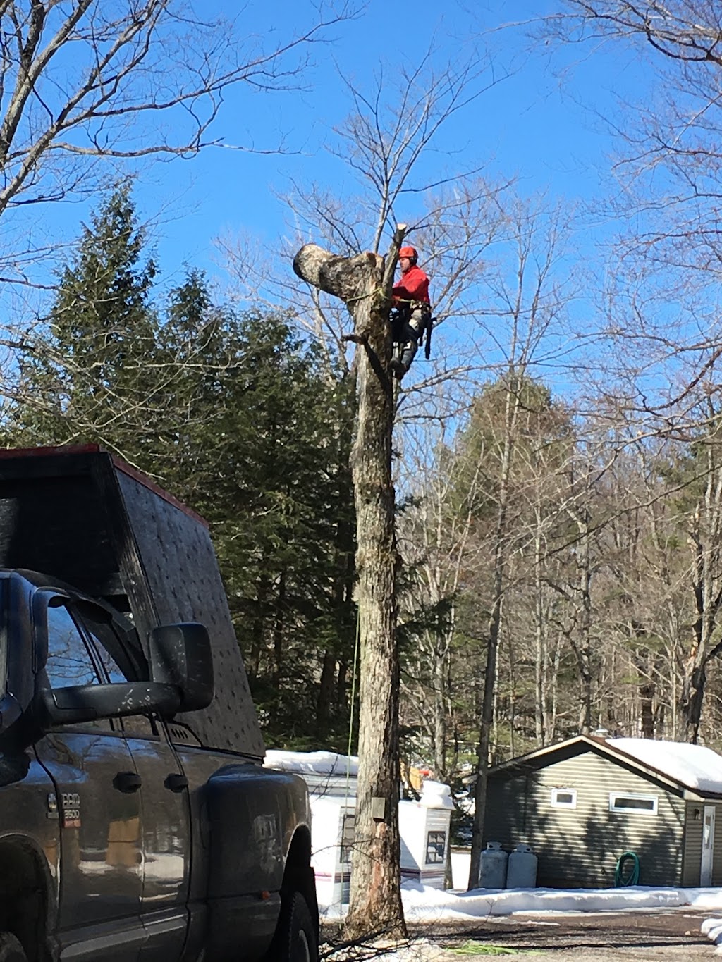 Integrity Tree Care Inc. | 701 Cedar Ln, Bracebridge, ON P1L 0A1, Canada | Phone: (705) 645-0661