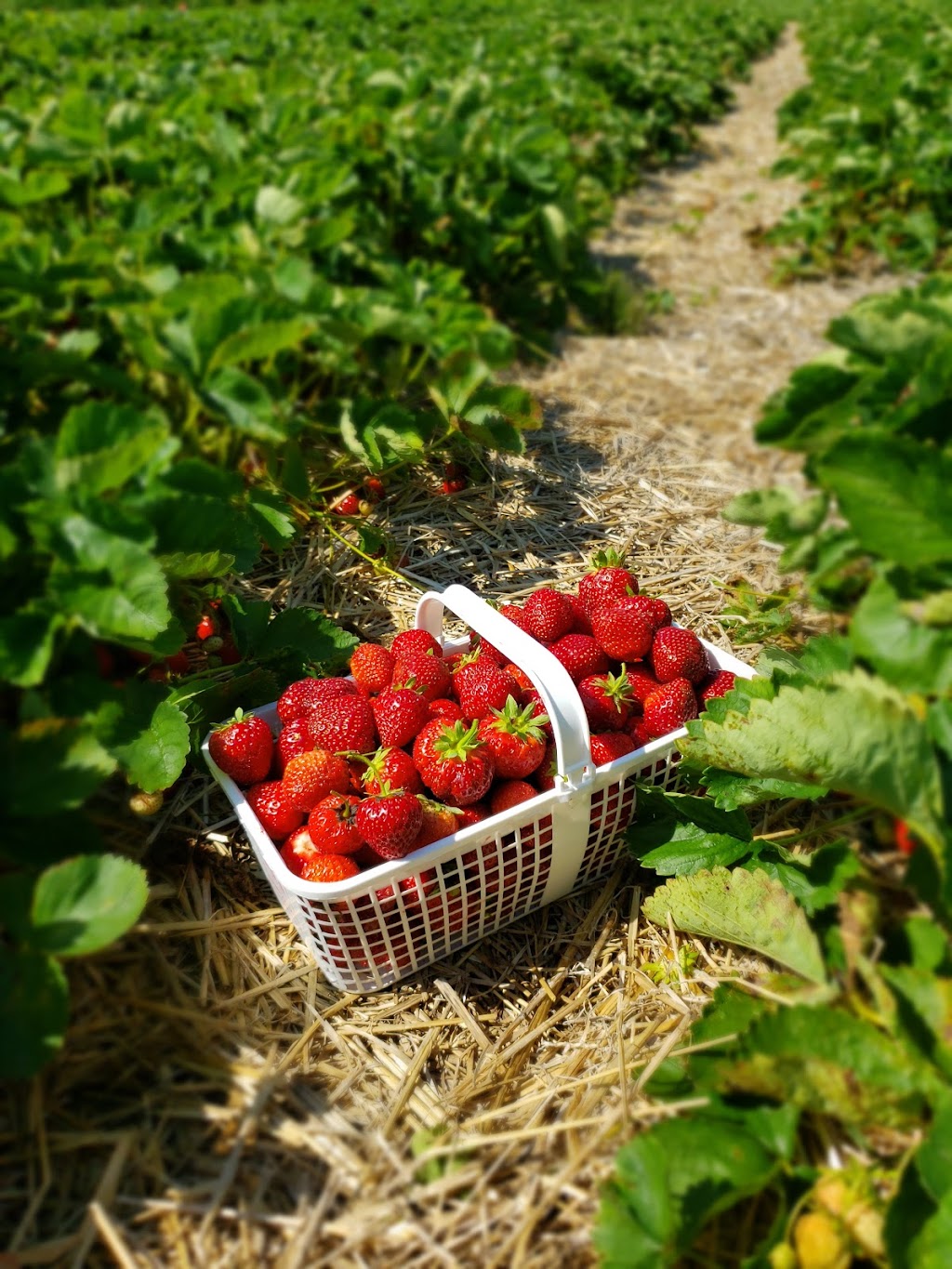 Mississippi Berries | 2430 Ferguson Falls Rd, Lanark, ON K0G 1K0, Canada | Phone: (613) 259-9911