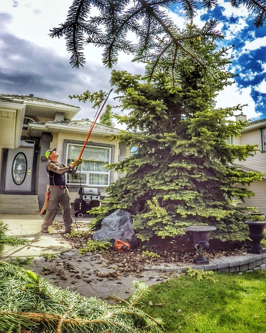 COCHRANE TREE CARE | Local Arborist | Heritage View, Cochrane, AB T4C 0G4, Canada | Phone: (403) 816-8733