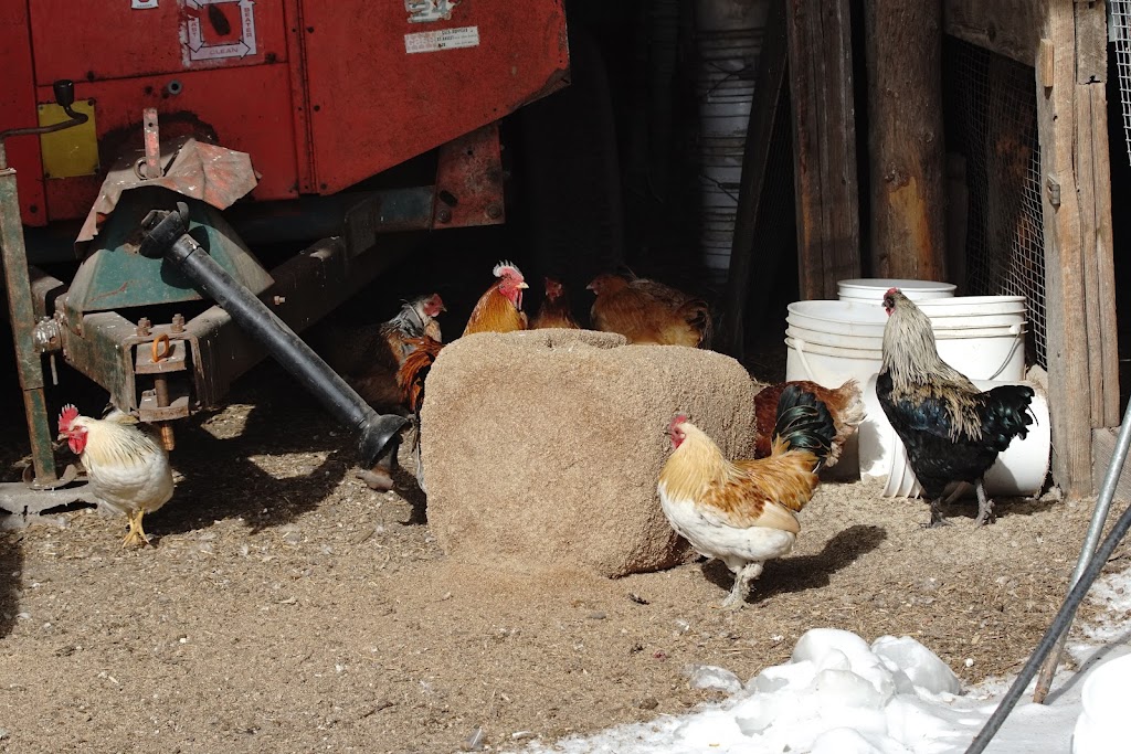 Ferme Bourgeois - Élevage naturel | 7161 Rte Sir Wilfrid Laurier, Mirabel, QC J7N 1P2, Canada | Phone: (450) 258-2117