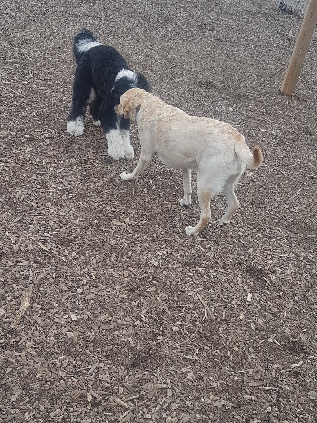 Tillsonburg Dog Park | 45 Hardy Ave, Tillsonburg, ON N4G 1H6, Canada | Phone: (519) 688-9011