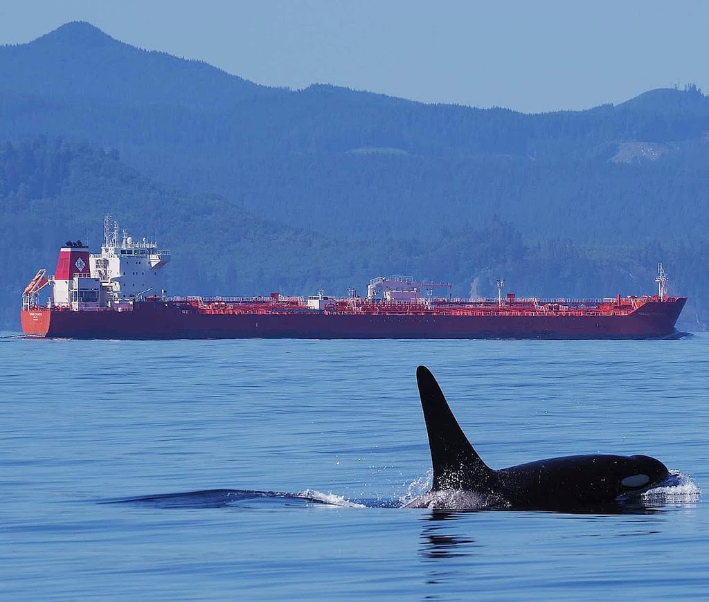 Sooke Whale Watching / Sooke Coastal Explorations | 1581 Dufour Rd, Sooke, BC V9Z 0T6, Canada | Phone: (250) 642-2343