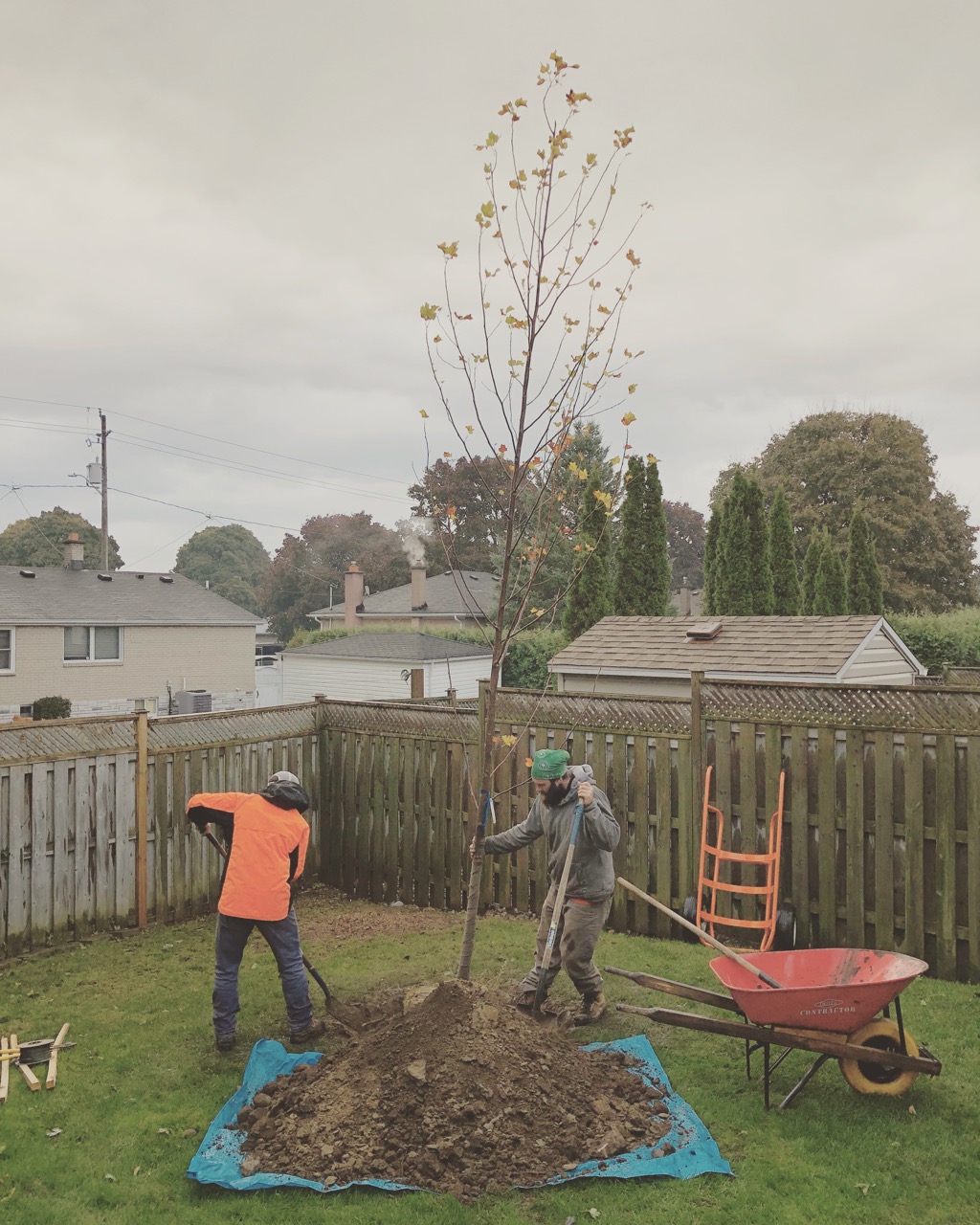 Brooklin Tree Care | 6675 Cochrane St, Whitby, ON L1M 1R4, Canada | Phone: (905) 242-2279