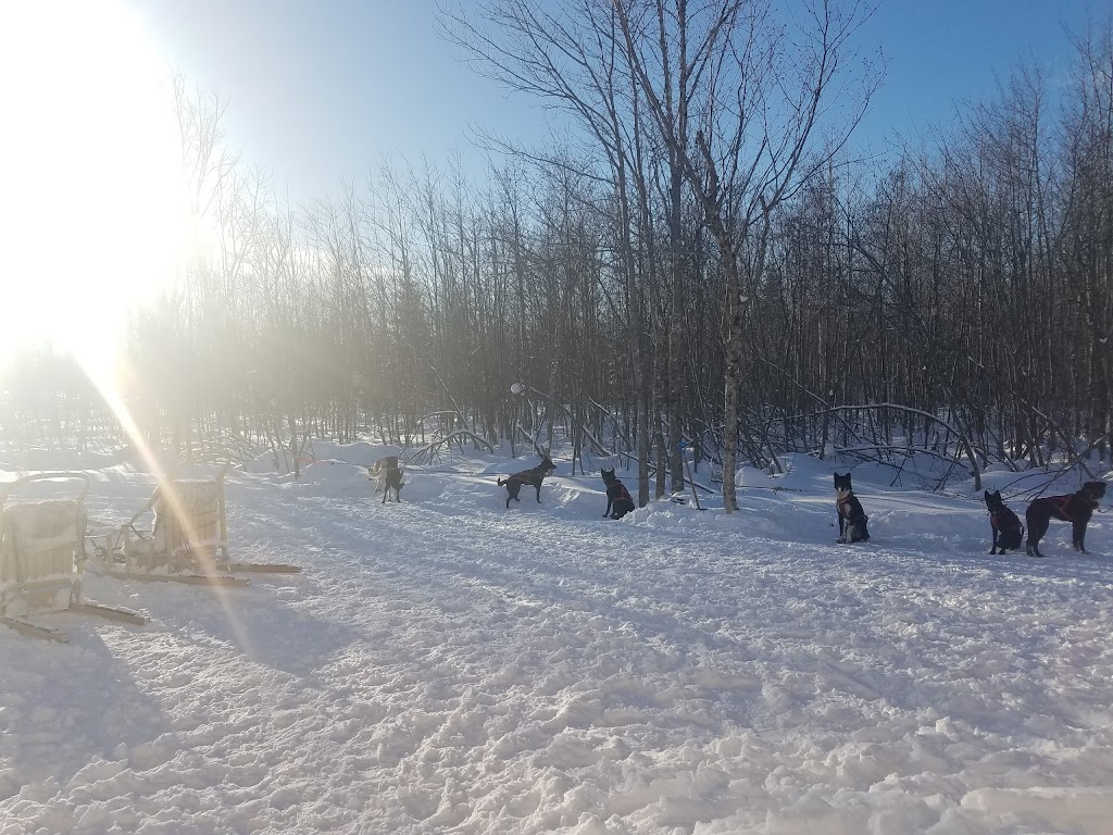 Chien Aventures/Sled Dog Adventures | 5586 route 134, Allardville Parish, NB E8L 1A8, Canada | Phone: (506) 583-1717